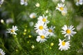 A lot of bright little daisies white flower on green grass blurred background on meadow on sunny day close up Royalty Free Stock Photo