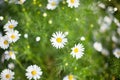 A lot of bright little daisies white flower on green grass blurred background on meadow on sunny day close up Royalty Free Stock Photo