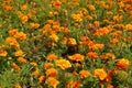 A lot of orange flower heads of Tagetes patula in mid July Royalty Free Stock Photo