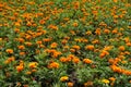 A lot of orange flowers of french marigolds