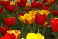 A lot of bright red and orange tulips blooms in the spring in the garden. Many flowers, background Royalty Free Stock Photo