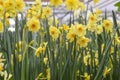 A lot of bright yellow and white daffodils on green steed