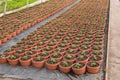 A lot of brown flowerpots with sprouts of flowers, stand in rows in a greenhouse
