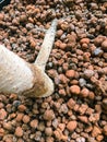 A lot of brown pebbles with a tree. over view