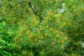 A lot of buds pollination pinecone on branches of Pitsunda pine Pinus brutia pityusaon with raindrops Royalty Free Stock Photo