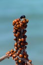 Ladybugs Coccinellidae summer migration