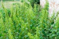 A lot of bushes of nettles. Plant for medicine.