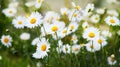 A lot of camomile flowers on a meadow Royalty Free Stock Photo