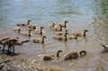 a lot of canada geese goslings on shore of river Royalty Free Stock Photo