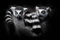 Two lemurs gathered in a heap group for a night`s sleep, restless glance of burning eyes of animals. Isolated on black