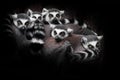 Cat lemurs gathered in a heap group for a night`s sleep, restless glance of burning eyes of animals. Isolated on black