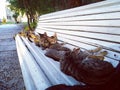 A lot of cats lie on a park bench Royalty Free Stock Photo