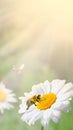 A lot of chamomile in summer meadow in nature in sunshine at sunset and a flying bumblebee. Beautiful summer landscape with field
