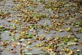 It is a lot of chestnut acorns on the earth after a strong wind.