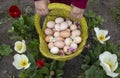 lot of chicken freshly picked eggs in green basket in children\'s hands against backdrop of blooming tulip flowers Royalty Free Stock Photo