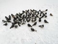 A lot of city pigeons sit in the snow. The pigeons gathered in one place in the snow.