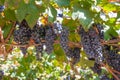 Ripe grapes on a vine with green leaves