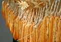 A lot of cob corn, hung to dry in the summer sun. With a low depth of field. Royalty Free Stock Photo