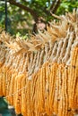 A lot of cob corn, hung to dry in the summer sun. Vertical. Royalty Free Stock Photo