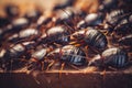 Cockroachs infesting a house