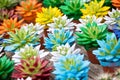 Lot of coloful Echeveria rosettes