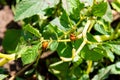 A lot of Colorado bugs are eating potato leaves in the field. Protect your crop concept