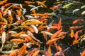 Lot of colorful asian carps swimming in the water