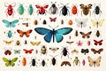 a lot of colorful insects