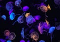 Lot of colorful jellyfish swimming underwater in Chimelong Ocean Kingdom aquarium, Zhuhai, China Royalty Free Stock Photo