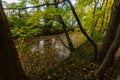 lot of colorful leaves at the surface in a brook in a forest in autumn