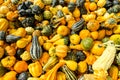 Lot of colorful ornamental squash