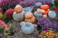 A lot of colorful pumpkins on october harvest festival