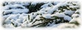 A lot of conifer tree branches covered with fluffy white snow. Background for Christmas and New Year Royalty Free Stock Photo