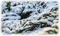 A lot of conifer tree branches covered with fluffy white snow. Background for Christmas and New Year Royalty Free Stock Photo