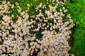 A lot of Coprinellus disseminatus, aka fairy inkcap and trooping crumble cap on an old stump, covered with juicy green