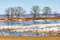 Crane bird at a lake in early spring with snow on the ground Royalty Free Stock Photo