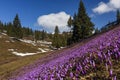 A lot of crocuses on a meadow in spring and patches of snow