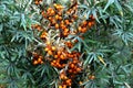 Lot of curative ripe orange berries of sea buckthorn on bush brunches front view closeup Royalty Free Stock Photo