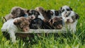 A lot of cute blue-eyed puppies in a basket, which stands on the green grass