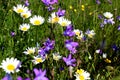 A lot of daisies and bluebells sprawled on a meadow Royalty Free Stock Photo