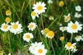 A lot of daisies in the grass. Beautiful wildflowers Royalty Free Stock Photo