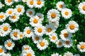 Lot of daisies. summer flowers on the field. view from above. overhead Royalty Free Stock Photo