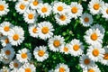 Lot of daisies. summer flowers on the field. view from above. overhead Royalty Free Stock Photo