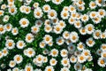 Lot of daisies. summer flowers on the field. view from above. overhead Royalty Free Stock Photo