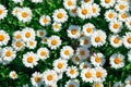 Lot of daisies. summer flowers on the field. view from above. overhead Royalty Free Stock Photo