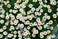 Lot of daisies. summer flowers on the field. view from above. overhead