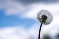 Lot of dandelions close-up on nature in spring Royalty Free Stock Photo