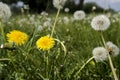 Lot of dandelions close-up on nature in spring against backdrop of summer house Royalty Free Stock Photo