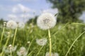 Lot of dandelions close-up on nature in spring against backdrop of summer house Royalty Free Stock Photo