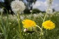 Lot of dandelions close-up on nature in spring against backdrop of summer house Royalty Free Stock Photo